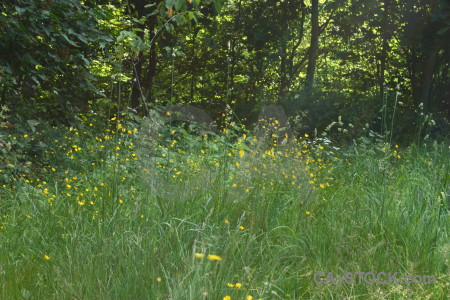 Grass field tree meadow green.