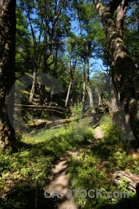 Grass forest south america log dead.