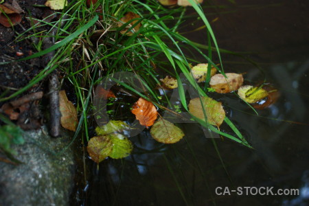 Grass green black water river.