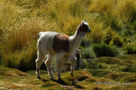 Grass llama andes el tatio animal.