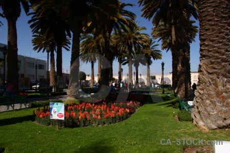 Grass plant archway south america flower.