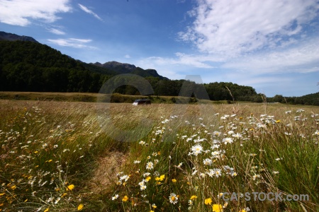 Grass plant mountain south island new zealand.