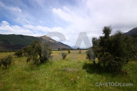 Grass south island new zealand tree mountain.