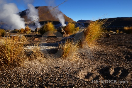 Grass steam landscape atacama desert andes.