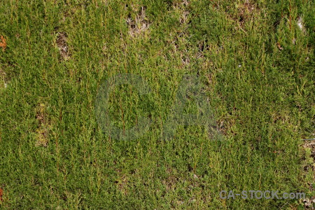 Grass texture nature green.