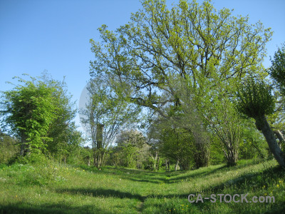 Grass tree field blue meadow.
