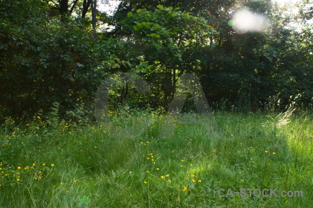 Grass tree green meadow field.