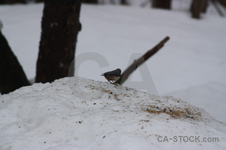 Gray animal bird.