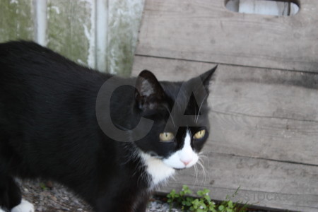 Gray animal cat.