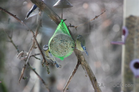 Gray bird animal.