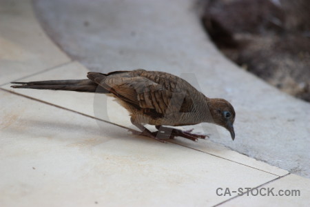 Gray bird animal.