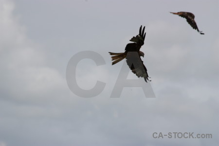 Gray bird animal sky flying.