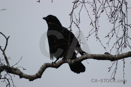 Gray bird crow animal.