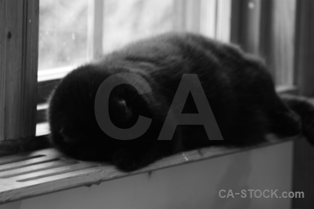 Gray cat animal.