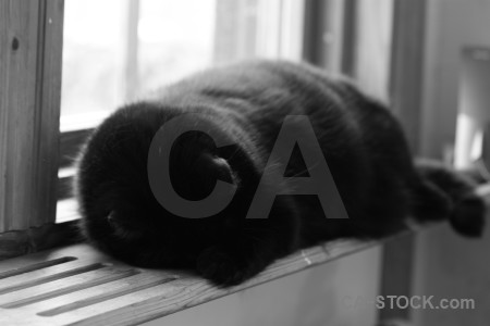 Gray cat white animal.