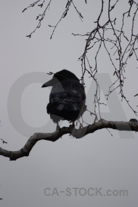 Gray crow bird animal.