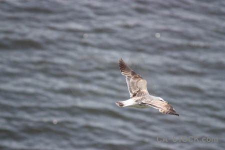 Gray flying animal bird.