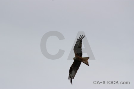 Gray flying bird sky animal.