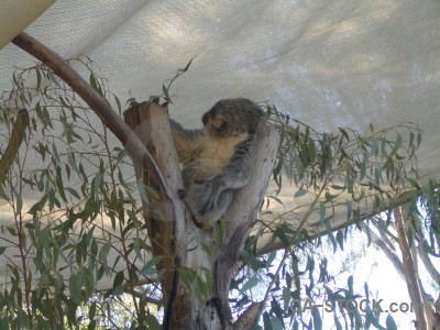 Gray koala animal.
