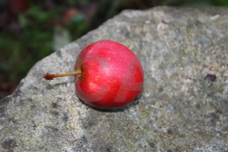 Gray pink red apple food.