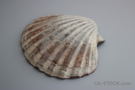 Gray shell.