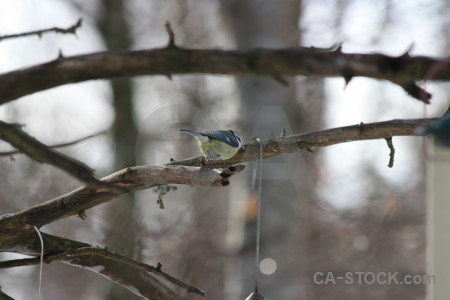 Gray white bird animal.