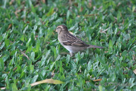 Green animal bird.