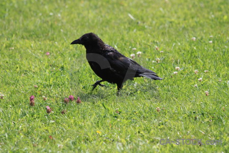 Green animal crow bird grass.