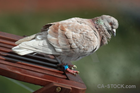 Green animal dove pigeon bird.