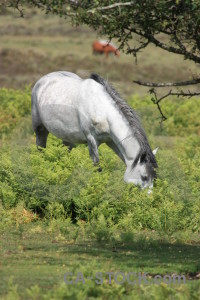 Green animal horse.