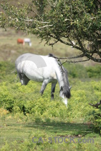 Green animal horse.