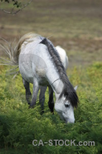 Green animal horse.