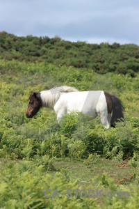 Green animal horse.