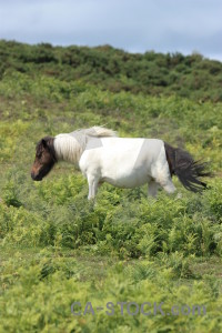 Green animal horse.