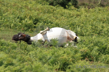 Green animal horse.