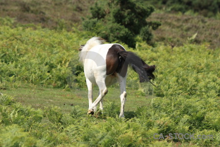 Green animal horse.