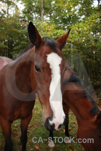 Green animal horse.