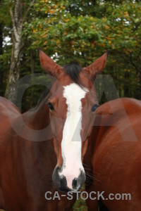 Green animal horse.