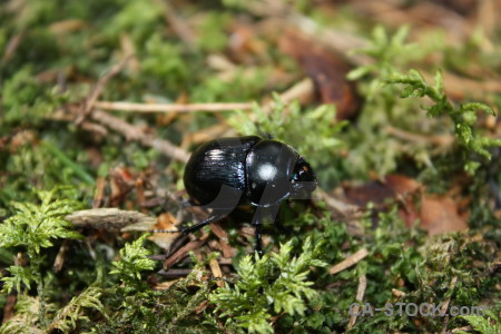 Green animal insect beetle.