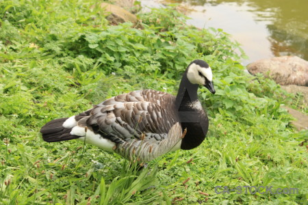 Green aquatic bird animal.