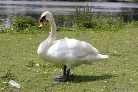 Green aquatic bird swan animal.