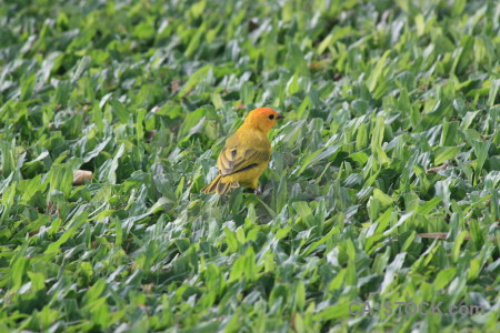 Green bird animal.