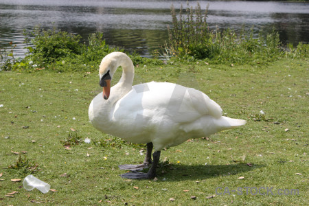 Green bird animal aquatic swan.