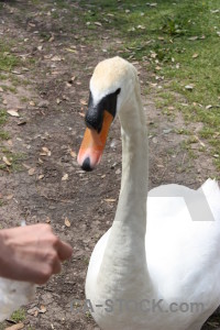 Green bird animal white swan.