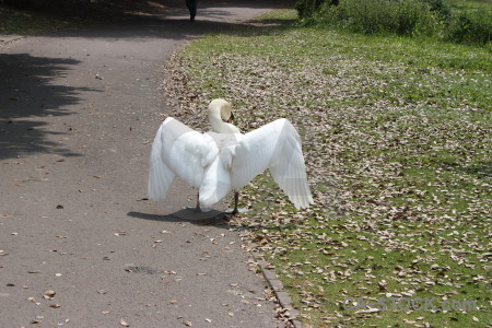 Green bird swan animal aquatic.