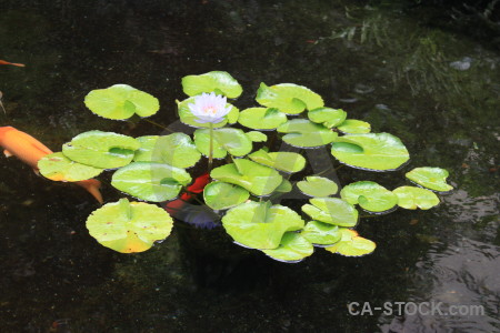 Green black fish plant lily.