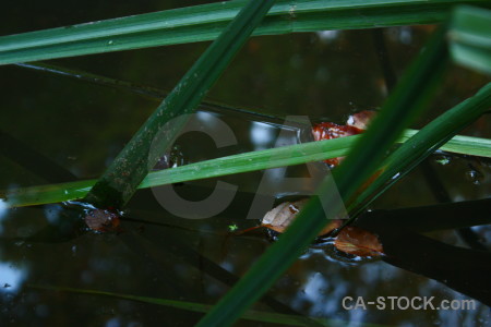 Green black river water leaf.