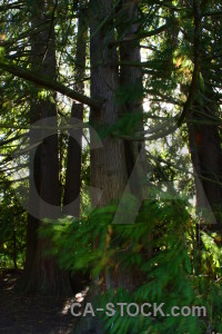 Green black tree single.