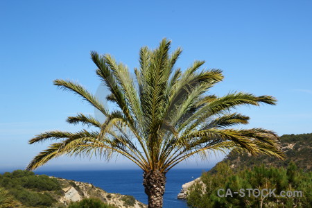 Green blue javea spain palm tree.