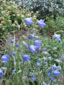 Green blue plant flower.